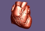 3d heart rendering